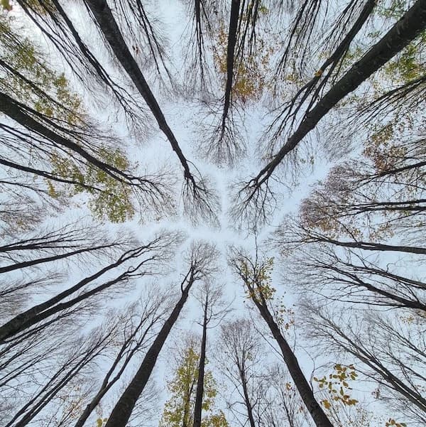 A mesmerizing view upwards through tall bare trees into a cloudy sky.