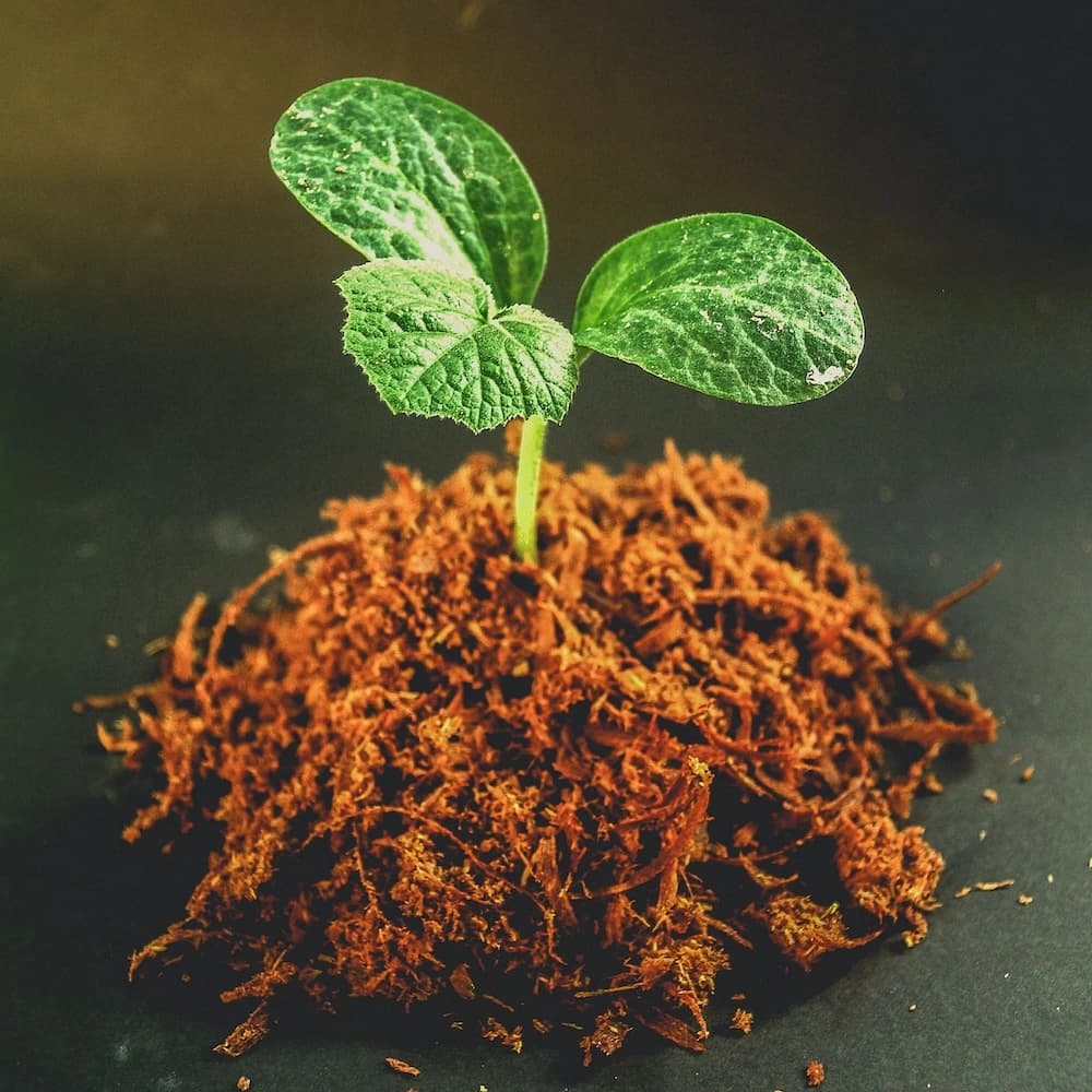 Close-up of a fresh seedling growing from rich brown soil, symbolizing new beginnings.
