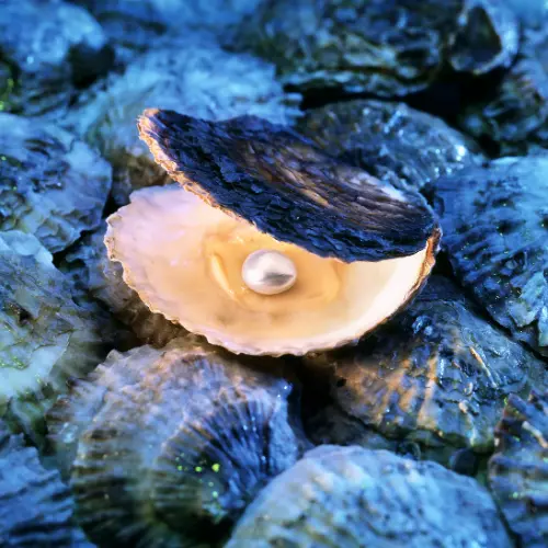 A single pearl resting inside an open oyster shell, its luster already complete before being seen