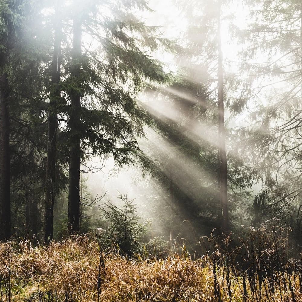 Soft light filtering through a misty forest